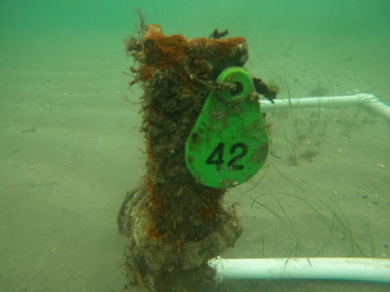 HYDROTECHNICAL IMPROVEMENT OF THE BLACK SEA SHORE